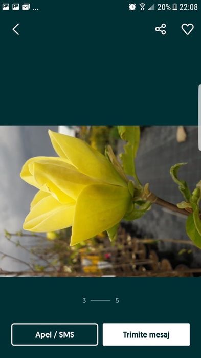 Magnolia Galbena si Albastra