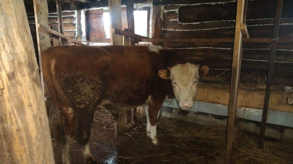 Асаламалекум 10 еркек 3 урғашы