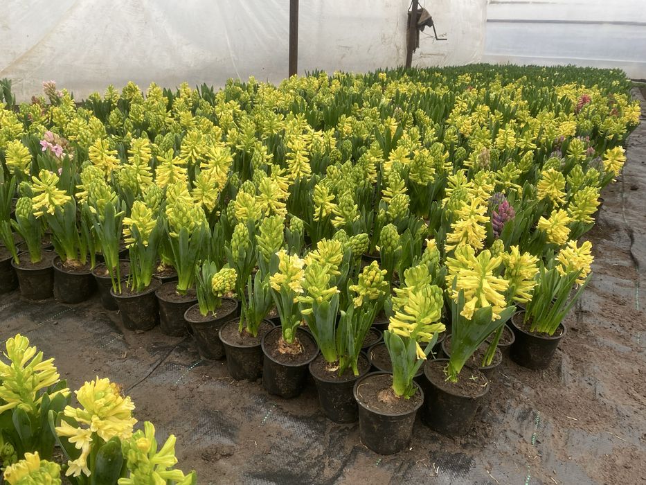 Flori Zambile 1-8 martie