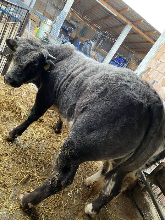 Vitei rasa albastru belgian