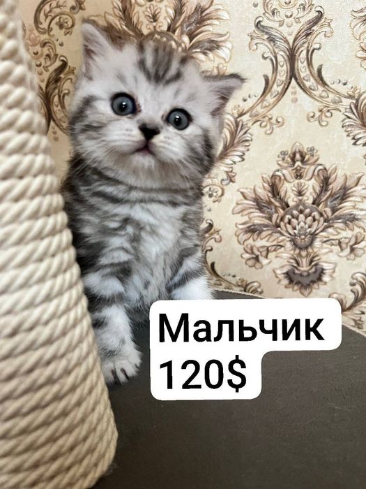 Котята девушка и мальчик