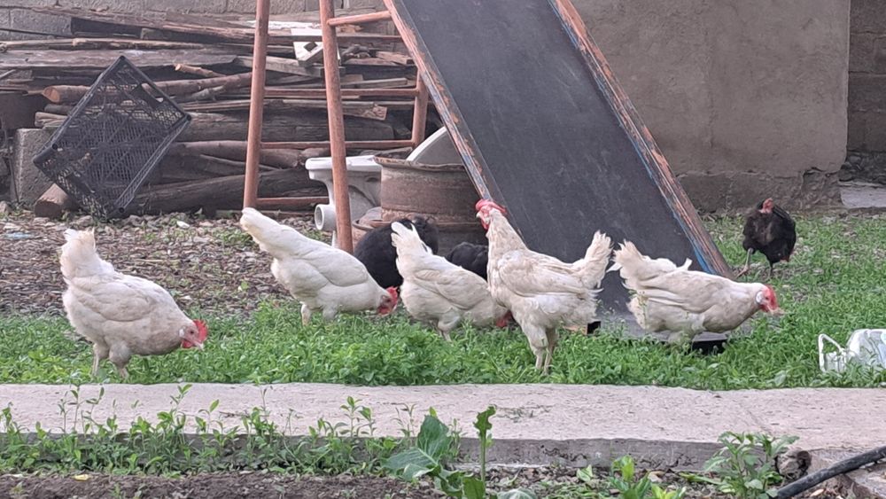 Легорн тауығы сатылады