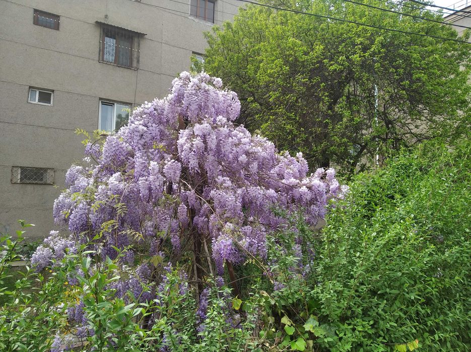 Глициния - прекрасная и душистая лиана