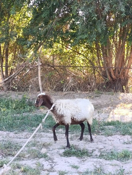 Kungrad qoylar satuda
