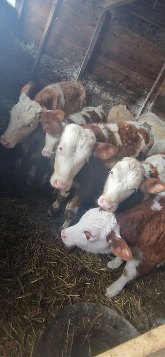 Vând vitei înțărcați