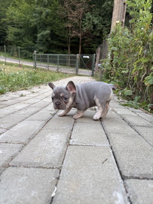 Bulldog francez cu pedigree
