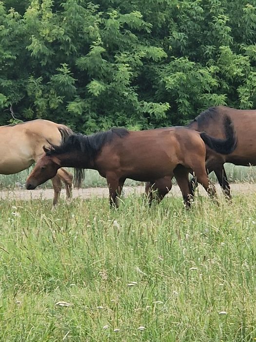 Продаеться Лошади