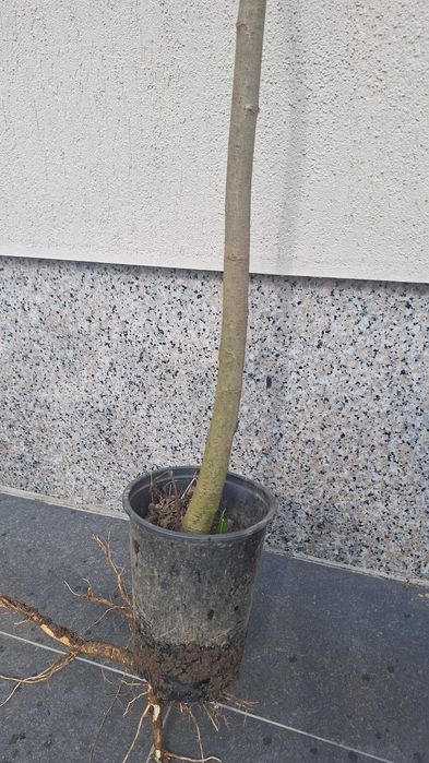 Arbore de matase