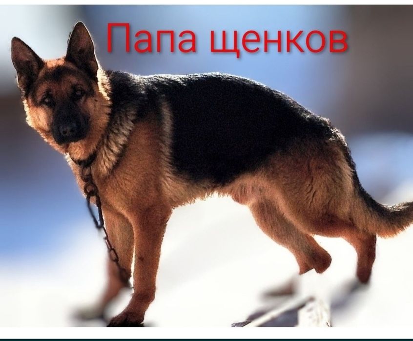 Щенки немецкой овчарки,девочки.