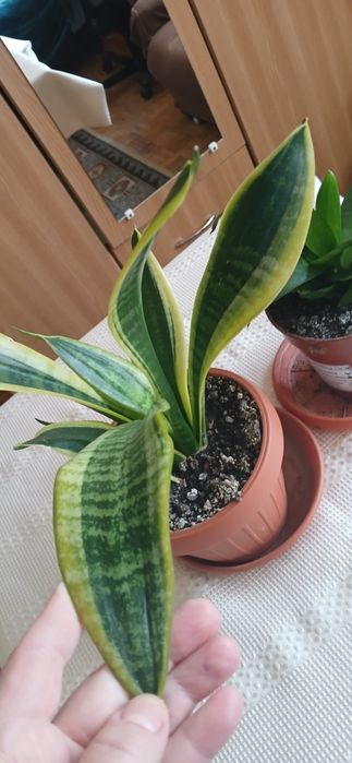 2 ghivece Sansevieria 50 lei amândouă