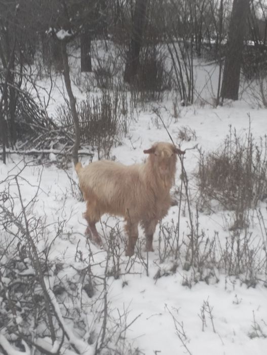 Capre de vânzare (2 capre și un țap)