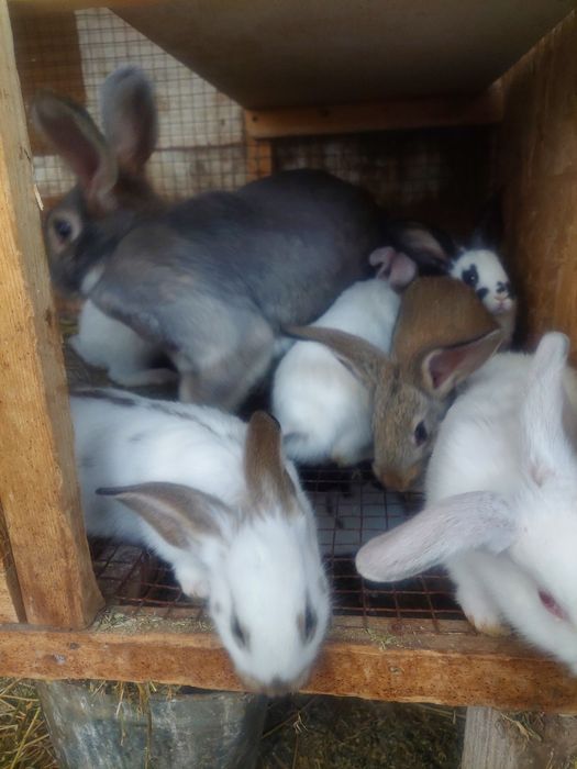 Кролики возраст  2месяцев