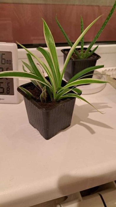 Продам хлорофитум хохлатый.