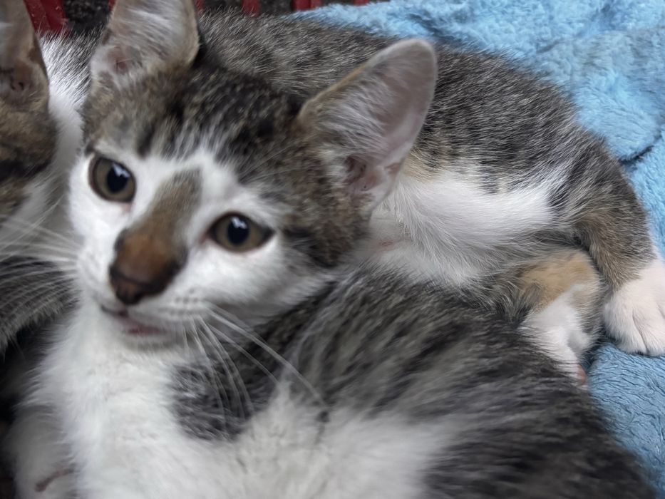 adopție 3 pui de pisică (2 luni)
