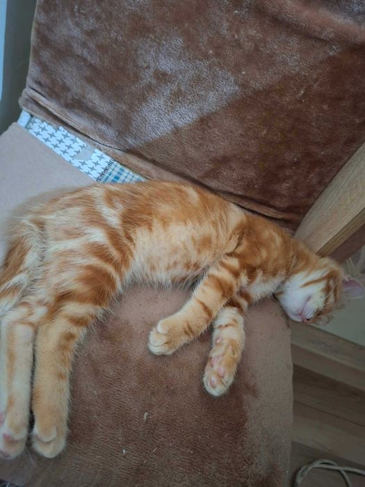 Търся спешно дом за две котета
