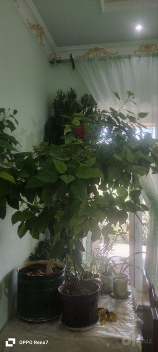 Цветы Китайский роза