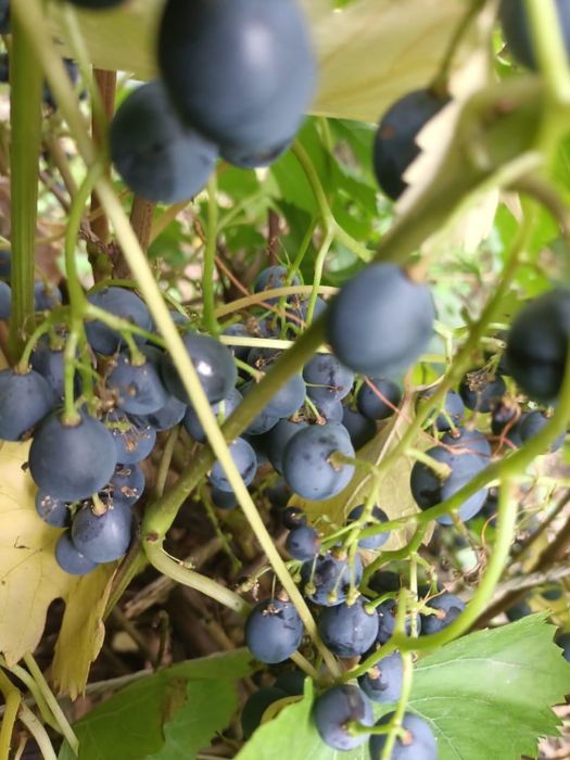 Прожам дачу на СПП