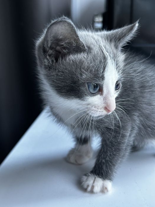 Отдам котенка верному хозяину