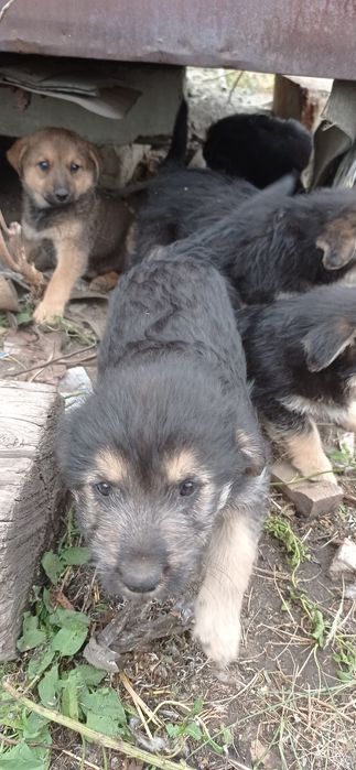 Собачки ищут хозяина