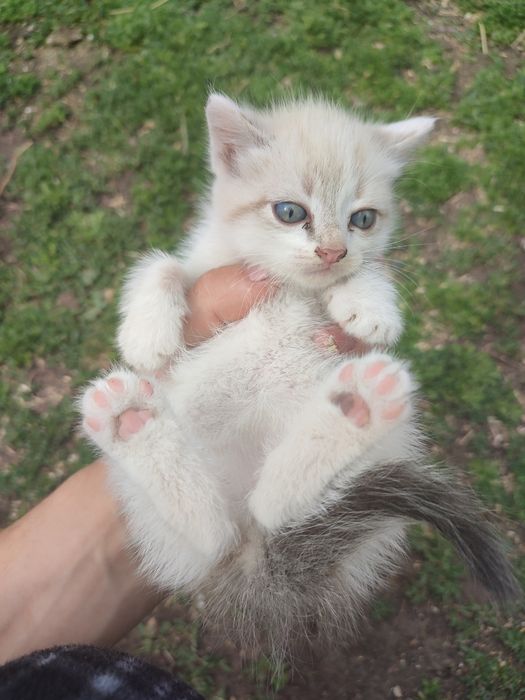 Отдам котят 2 мальчика, 2 девочки