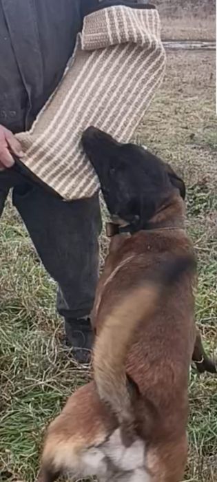 Щенки бельгийской овчарки