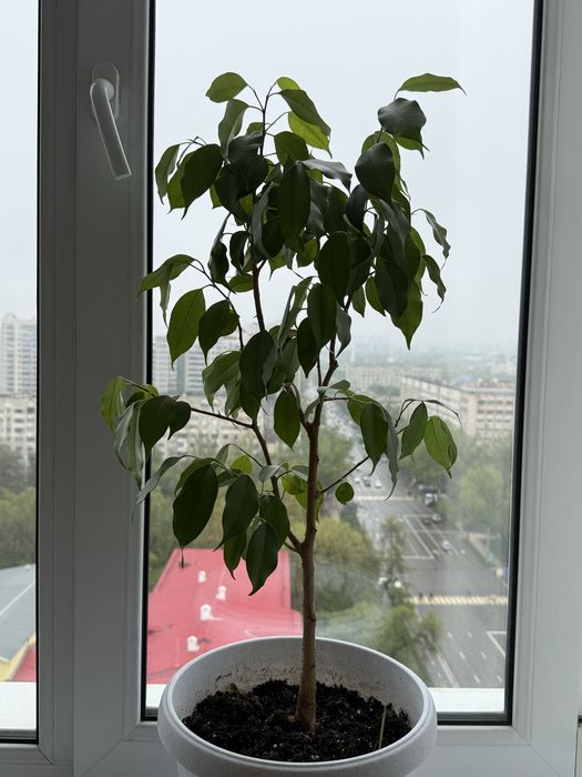 Фикус Бенджамина