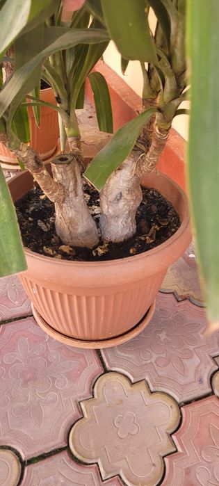 YUCCA matura 140 cm- 8 ani- planta decorativa deosebita