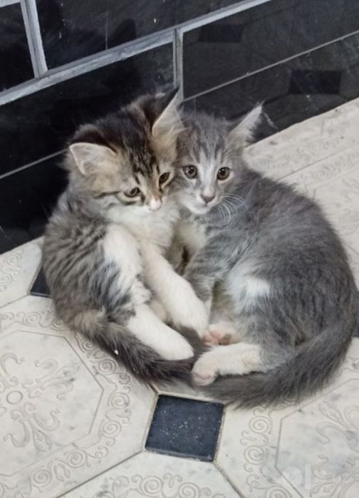 Котёнки в добрые руки — милые и игривые