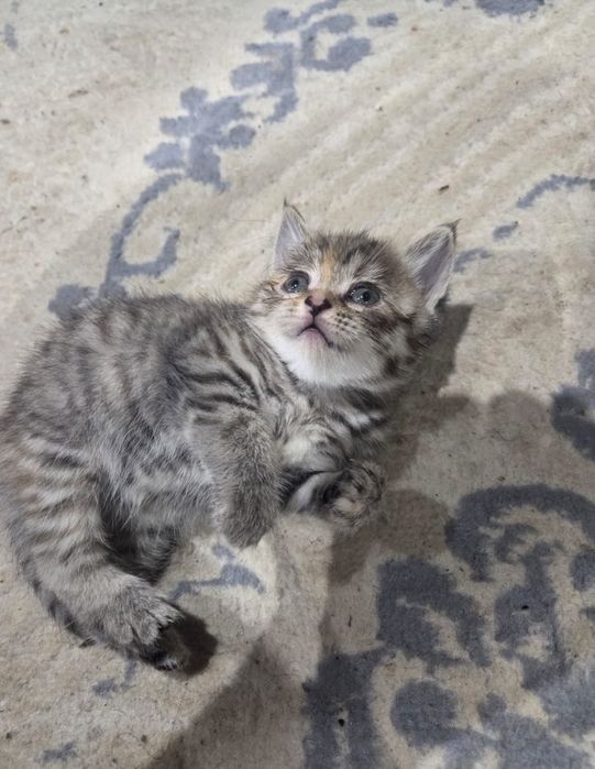 Котята британец смешанный