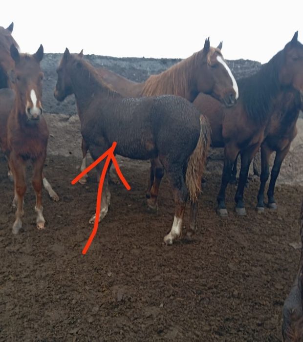 Продам корову,телят и жеребят!