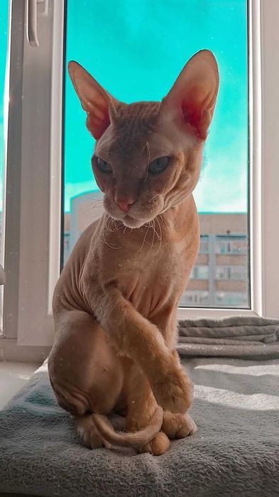 Кот сфинкс ищет кошечку для вязки