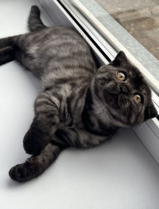 Вислоухий котёнок