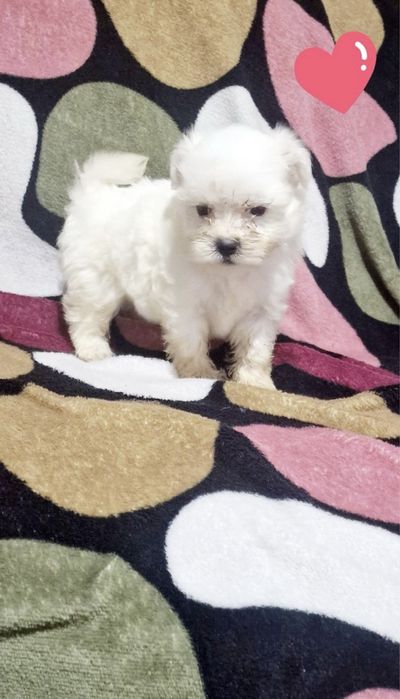 Mascul bichon maltez
