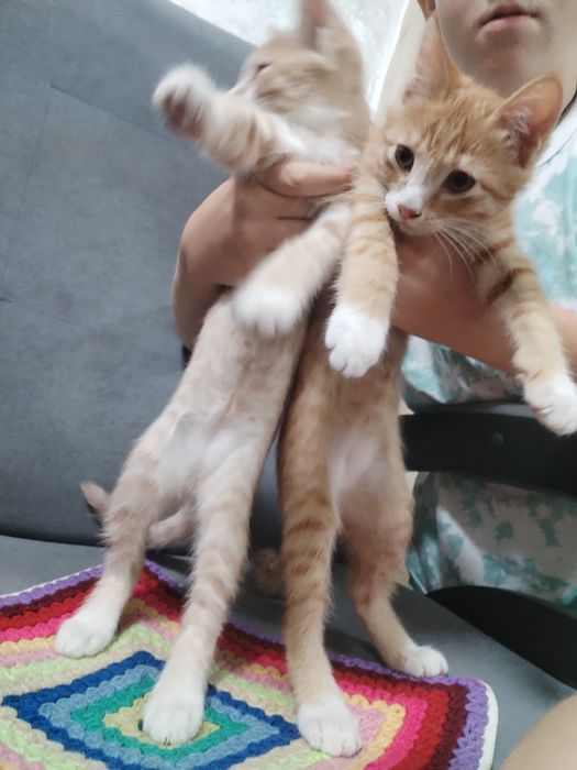 Котята добрые...