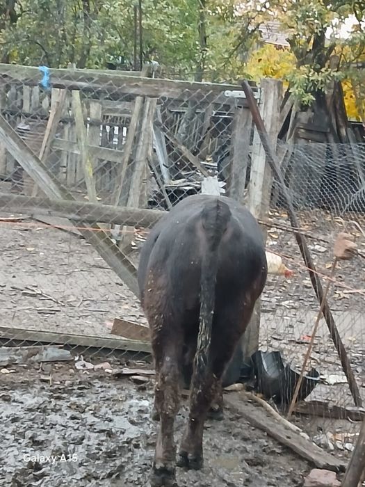 Viței mari de vânzare bucata 6500lei aproximativ 250  300 kilograme prețul  negociabil  din 4 doi se vând la ales