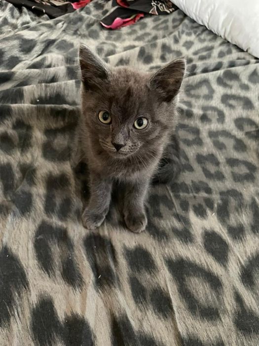 Котенок в добрые руки