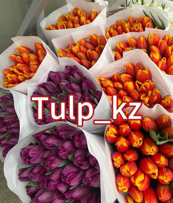 Тюльпаны оптом Караганда и область к 8 марта Предзаказ