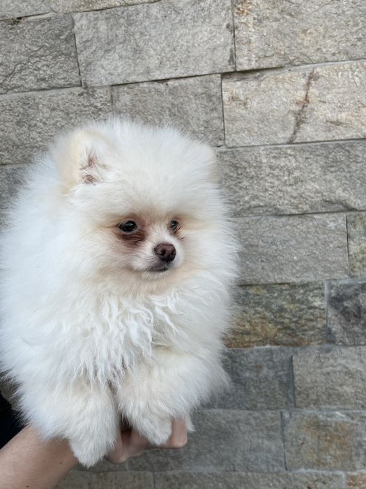 Малки померанчета