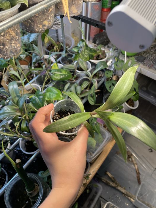 Комнатные растения