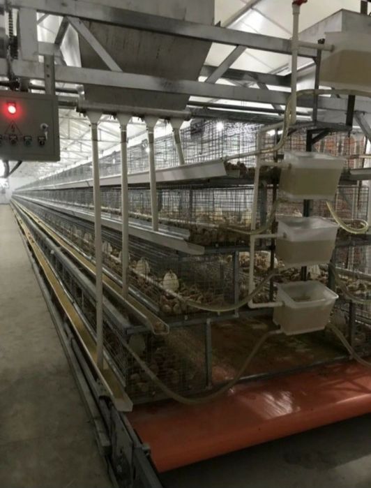 Бройлер балапандары