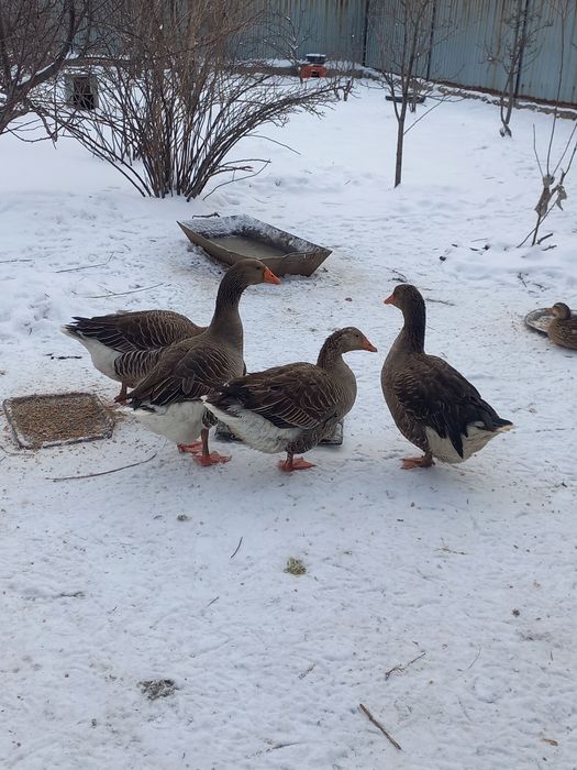 Гусиные яйца, серый