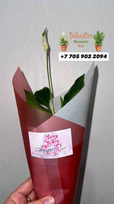 Цветы женское счастье ,доллар для организации по 990 тг