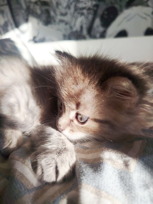 Отдам котенка в добрые руки!