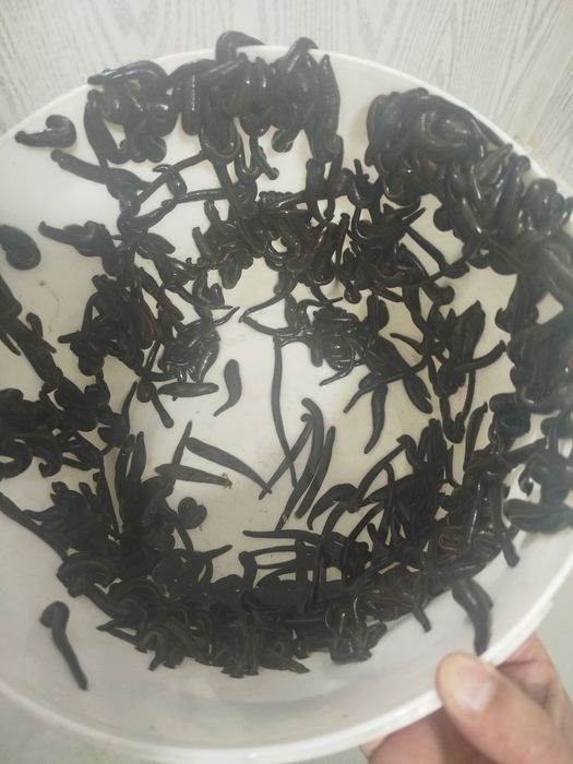 Zuluk пиявки Sotiladi