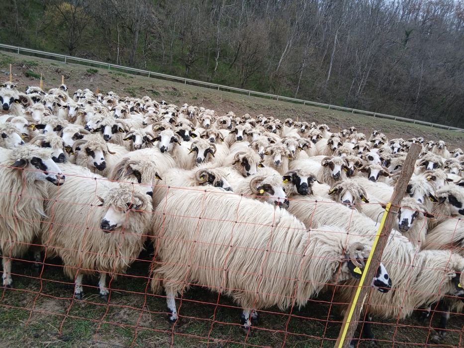 Se vând 100 de oi cu miel.