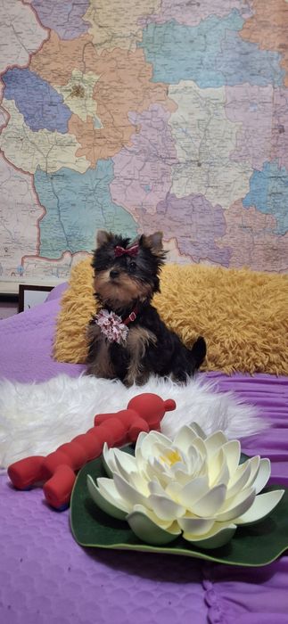 Йоркширски териер.Йорки