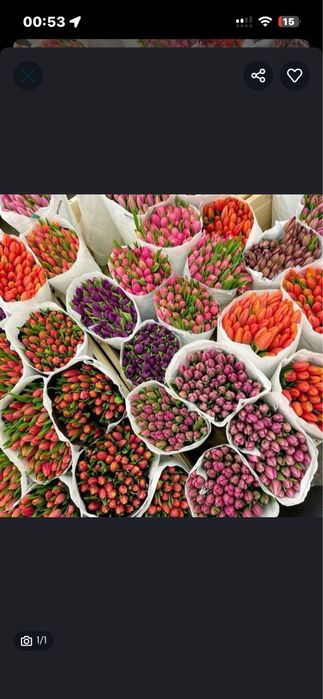 Тюлпаны свежи әдемі