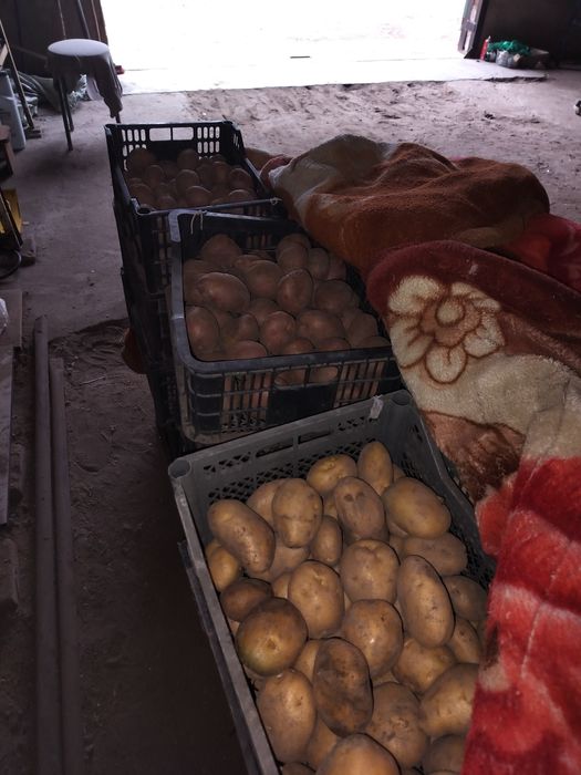 Картофель семенной белый/красный