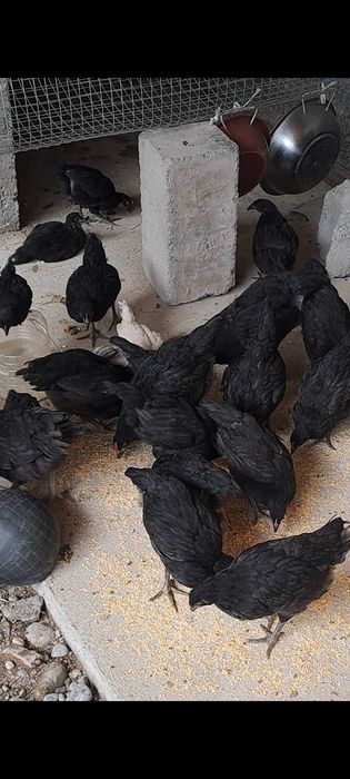 Avstralop jojalari sotiladi n soni 40 ta hovlida yuribdi