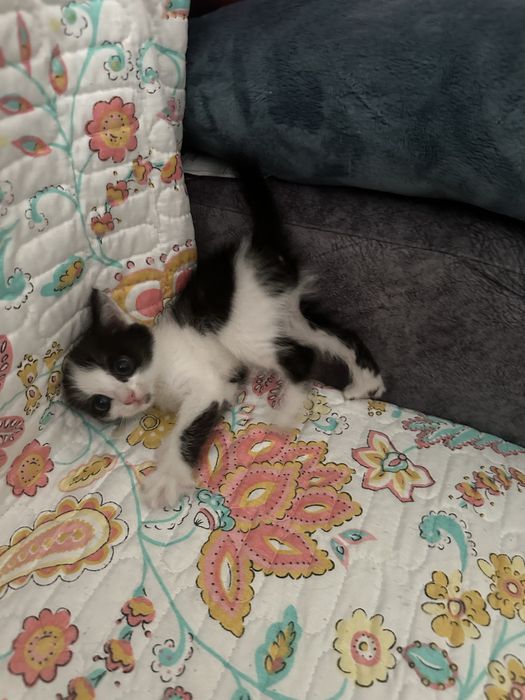 Отдам котенка девочку